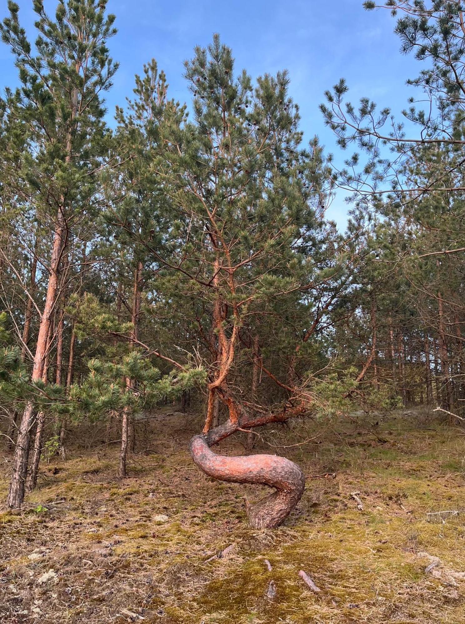 Vila May Juodkrantė المظهر الخارجي الصورة